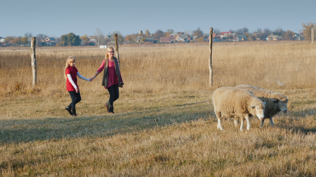 женщина средних лет с ребенком развлекается на ферме - бежит за стадом овец