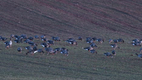 Una-Gran-Bandada-De-Gansos-Albifrones-De-Frente-Blanca-En-El-Campo-De-Trigo-De-Invierno-Durante-La-Migración-De-Primavera