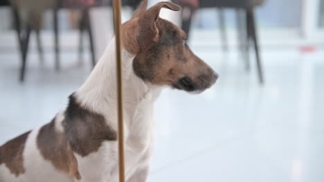 camera focuses closely on a dog standing in the living room at home