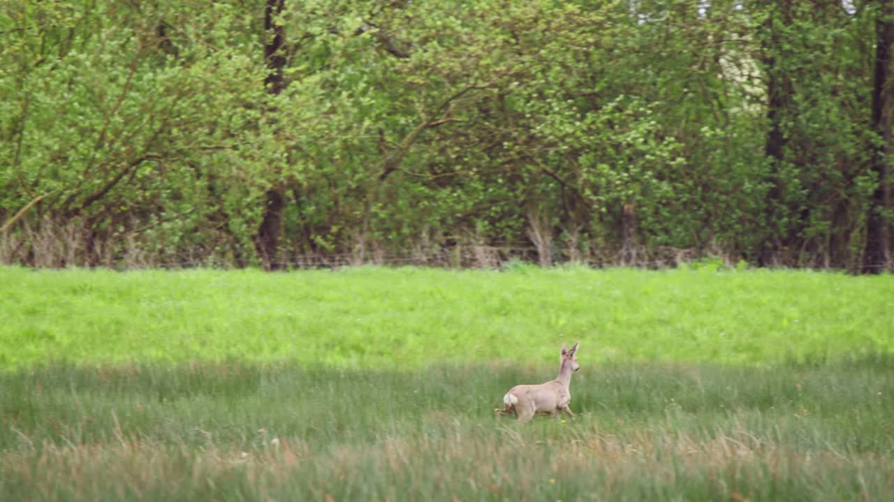 ciervo solitario troteando en el prado cubierto de hierba a lo largo de los árboles del bosque