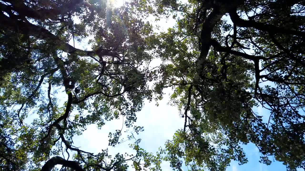 hojas de timelapse de árboles y nubes
