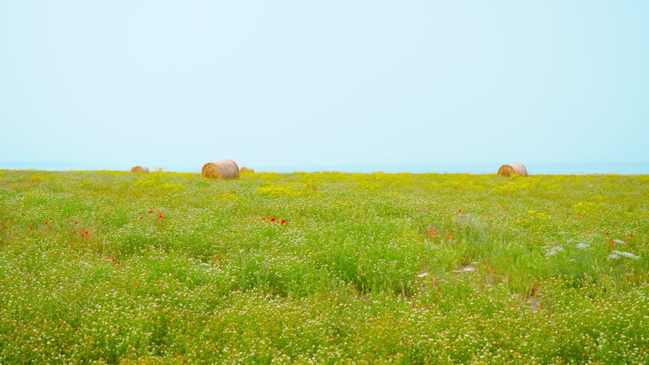 바다 에 있는 초록색  에 있는  가루