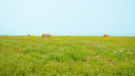 hay bales on the green field at the sea