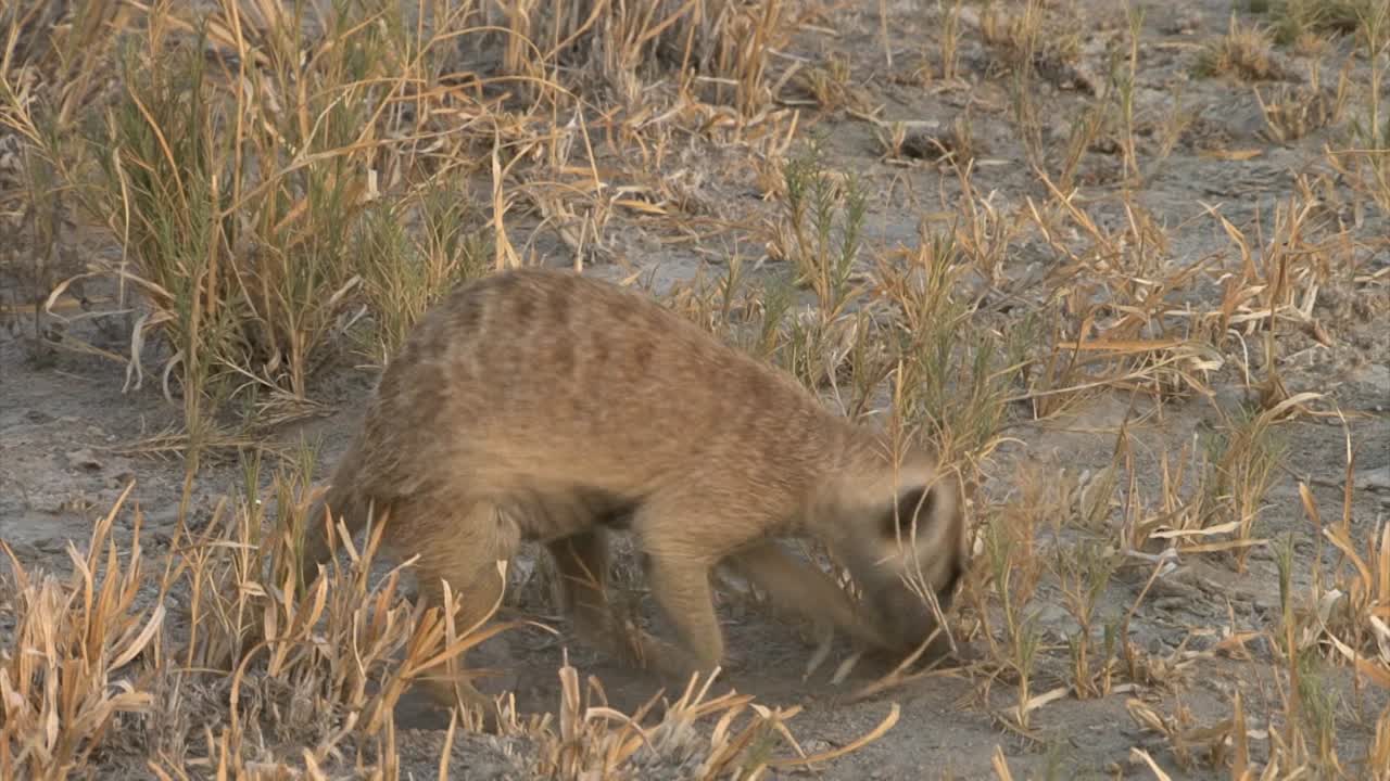 음식을 위해 건조한 사바나에서 미어캣 파기, 위치 변경, 중간 샷