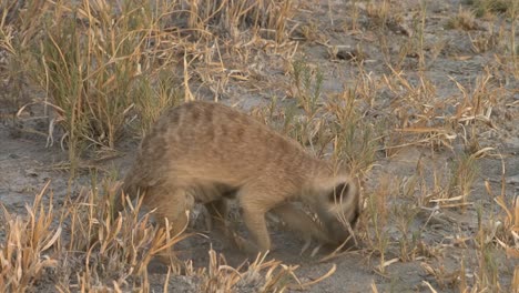 meerkat-digging-in-dry-savannah-for-food,-changing-position,-medium-shot