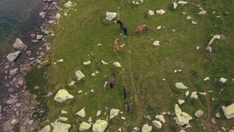 Gran-Dron-Aéreo-Mirando-Hacia-Abajo-A-Los-Caballos-Que-Suben-Lentamente-La-Altitud-Junto-A-Un-Lago