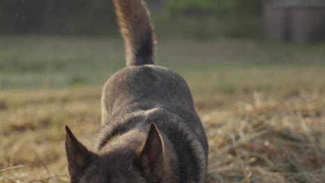 slow motion lupo italiano approaching camera with ball