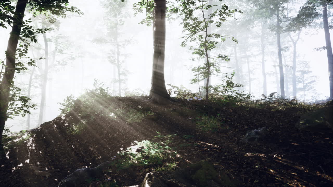 저녁에 숲에서 반 ⁇ 이는 안개