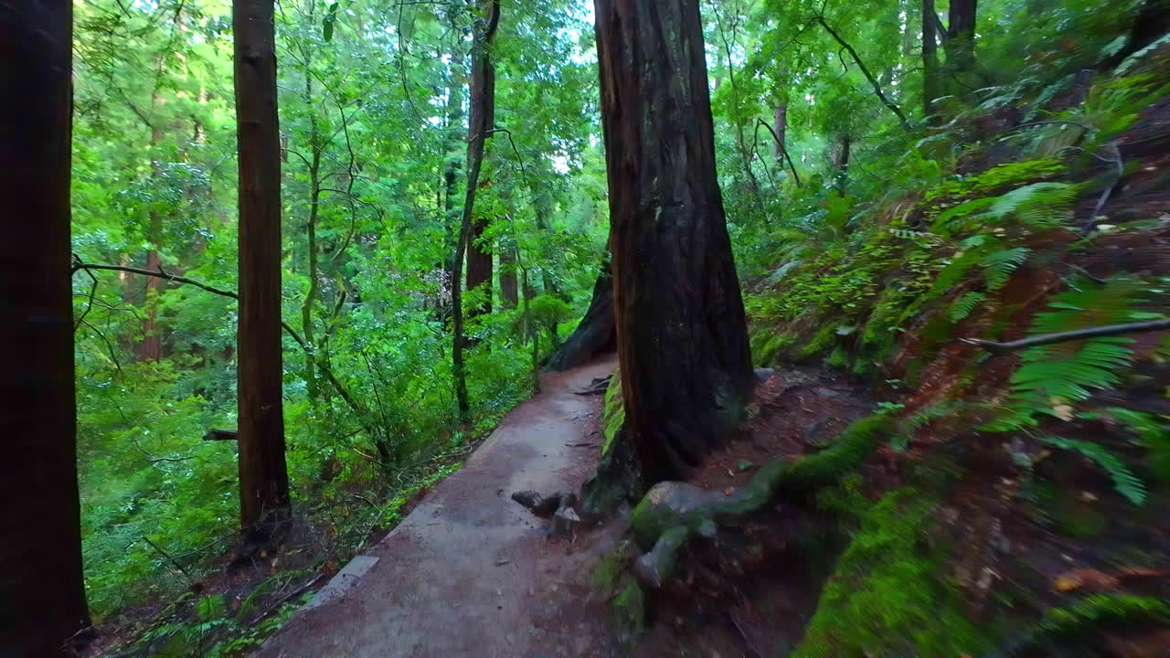 Camminando sui sentieri all'interno della foresta di sequoie del Monumento Nazionale di Muir Woods in California, USA