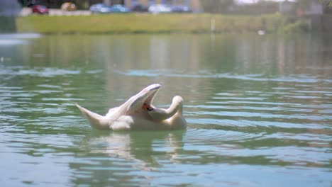 4K-Slow-Motion:-A-swan-swimming-in-a-lake-and-cleaning-itselft