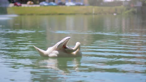 cámara lenta de 4k: un cisne nadando en un lago y limpiándose