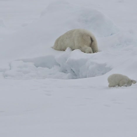 A-polar-bear-and-baby-cubs-struggle-in-on-an-ice-floe-as-global-warming-affects-sea-ice-levels