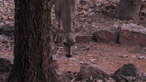 Deer-lifting-its-head-in-alert,-alarmed-animal-listening-to-noise