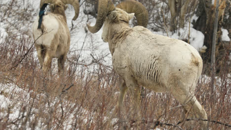 bighorn sheep rams walking in the wilderness at winter