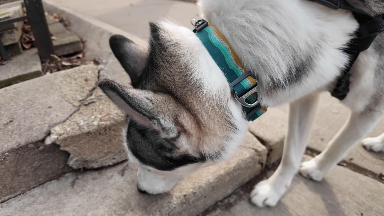 A dog on a walk sniffing a sidewalk corner for scents.