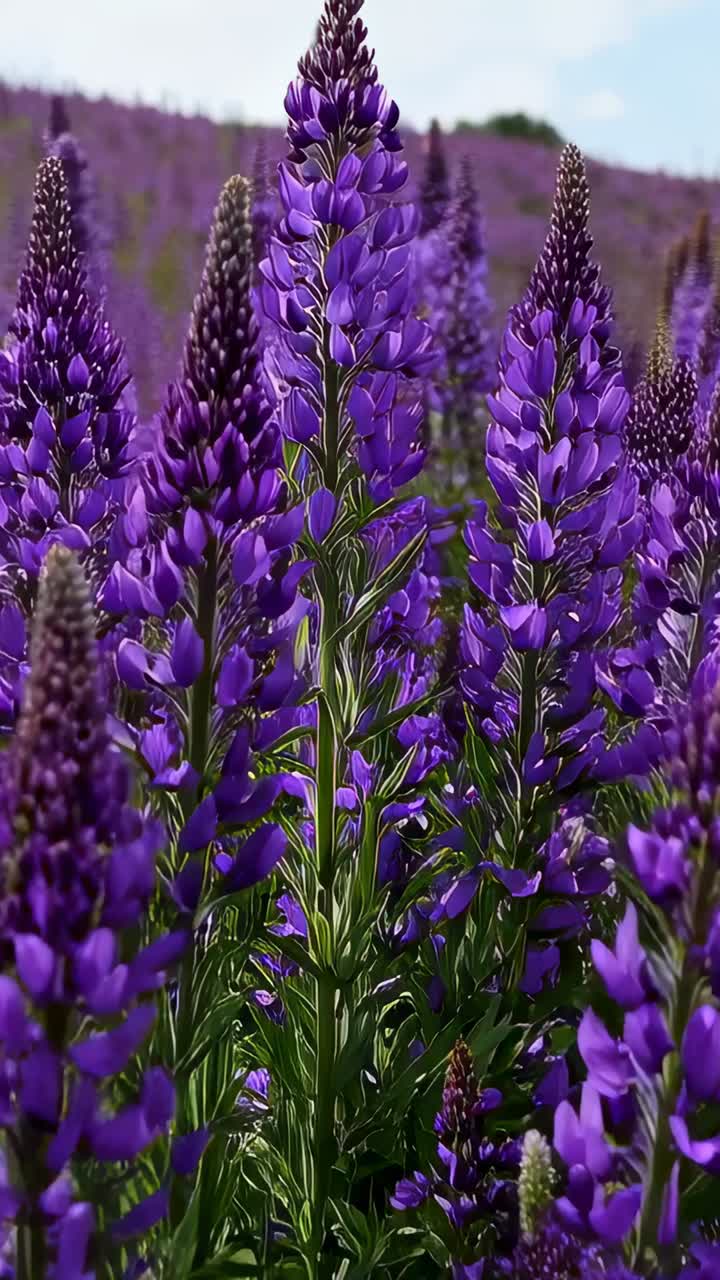 Video verticale: la camera si allontana rivelando spighe di lupino viola su un prato, la brezza muove i petali