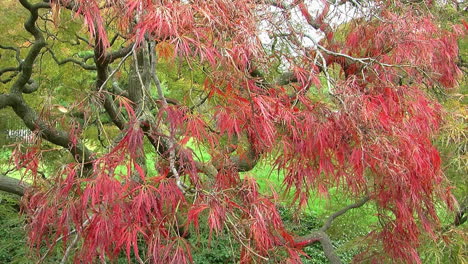 curvy branches and red foliage of a japanese lacy leaf maple tree