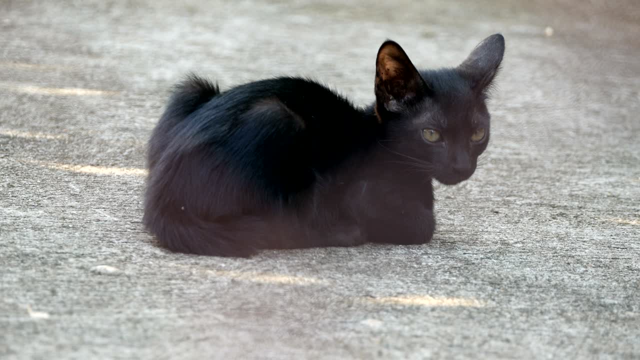검은 새끼 고양이