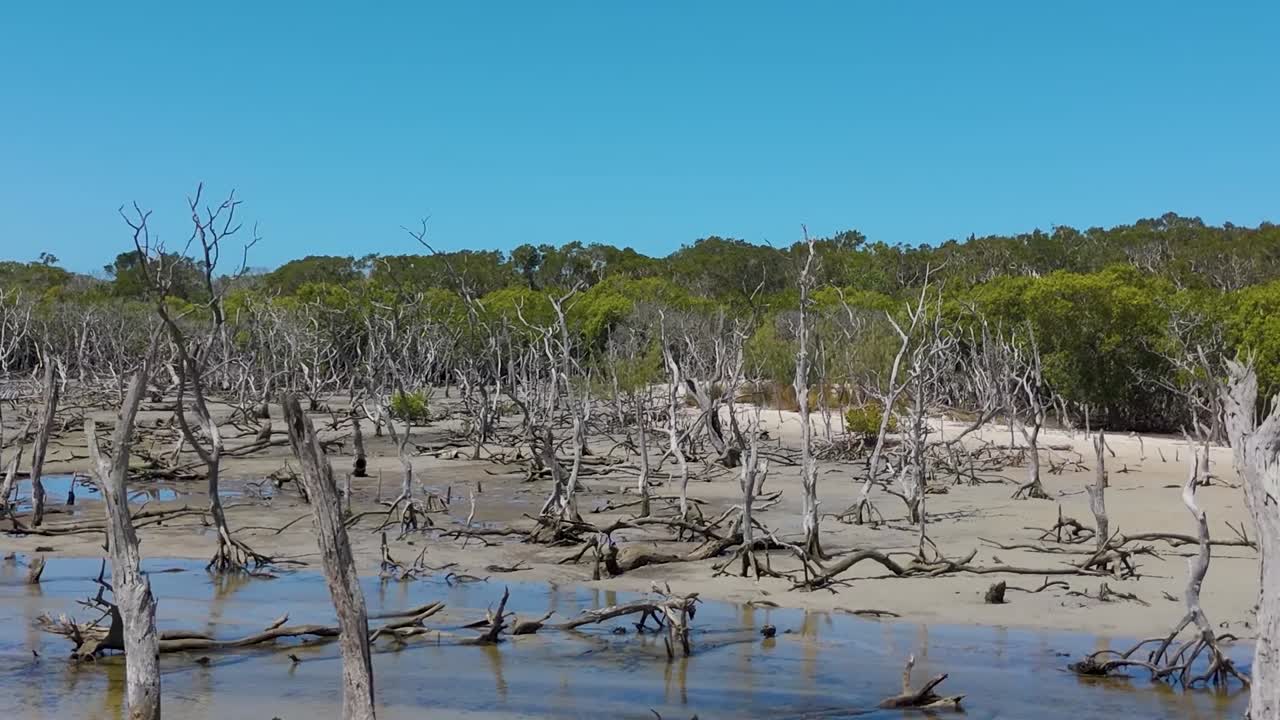 조류 에 영향을 받는 모래 언덕 과 맹그로브 의 공중 사진