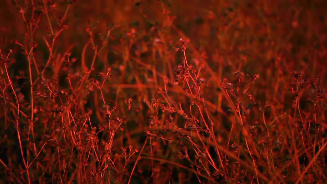 위의 인공 가로등으로 조명된 관리되지 않은 초원