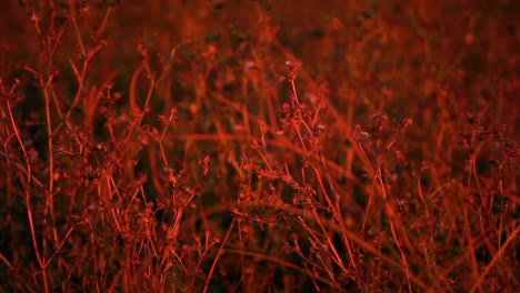 unkept grasslands illuminated by artificial street light above