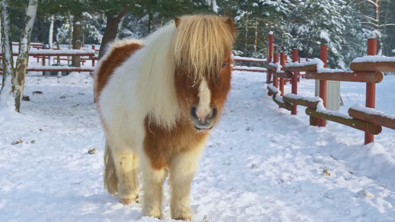 vista cercana de un pequeño caballo peludo islandés mirando la cámara en una granja nevada