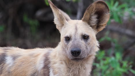 retrato en primer plano de un perro salvaje africano en áfrica
