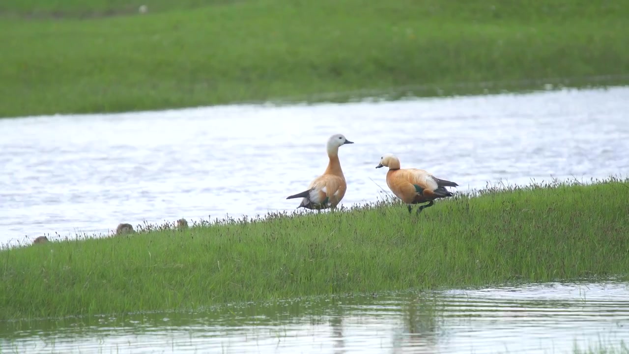 Coppia di casarche comuni che riposano su una sponda erbosa del fiume