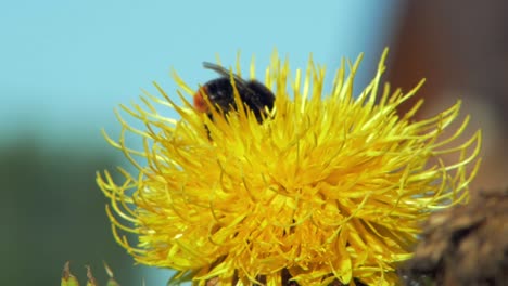 bumble bee on a yellow flower dandelion flower searches for food