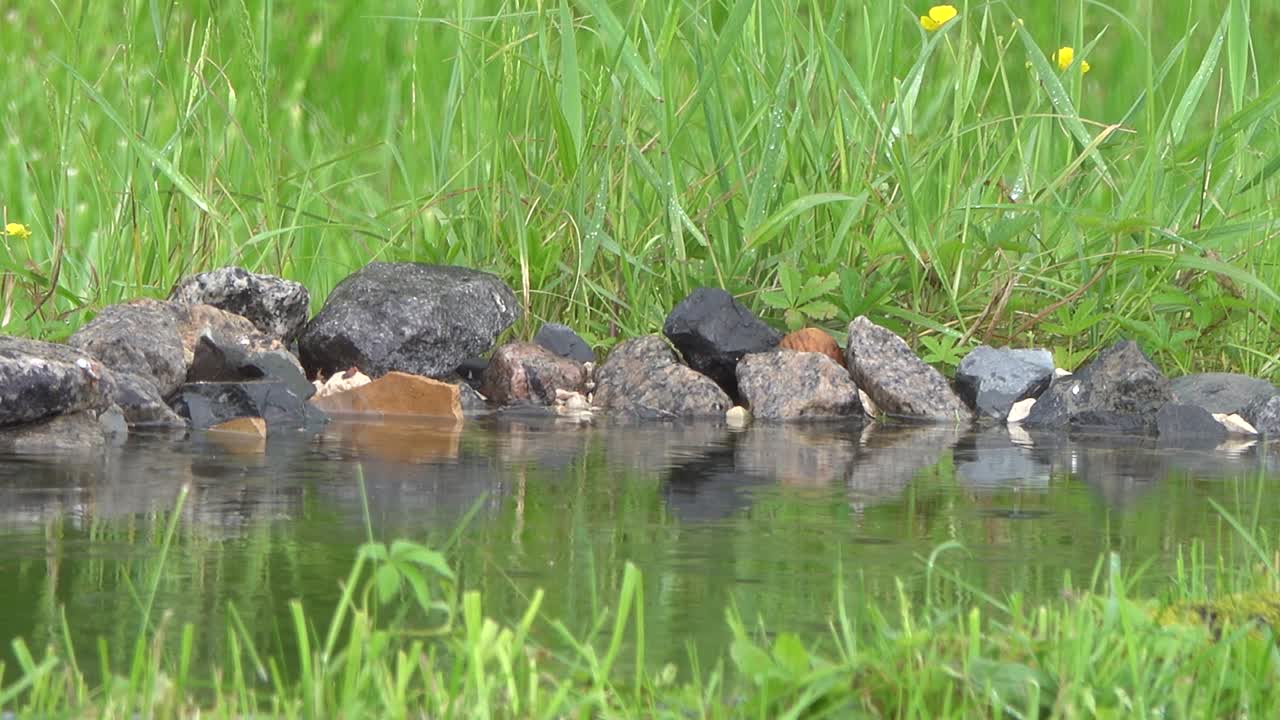 물방울과 방울이 연못의 물 표면에 떨어집니다.