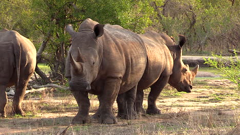 close view of white rhinos turning heads while standing in african bushland