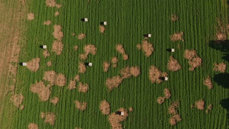 aerial view of hay bales in patchy green field
