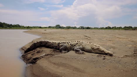 crocodile on riverbank wildlife preserve boat tour costa rica