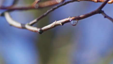 close up shot of a drop of water hanging on a branch