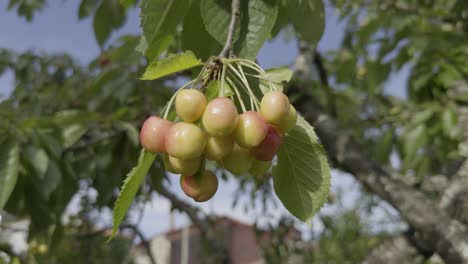 close up inmature multicolor cherries hanging on a branch under the sun