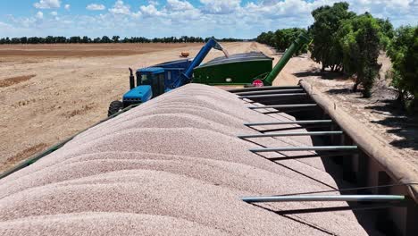 explore the cutting-edge machinery and precision in action during a large-scale lupin harvesting operation