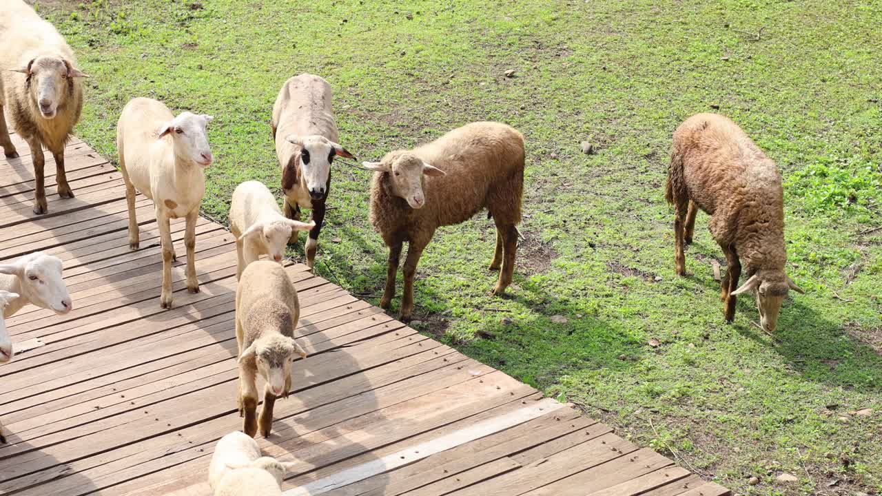 은 다리를 가로지르는 양