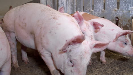 piglets are moving towards the camera in the farm cote