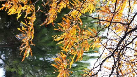 el follaje de otoño