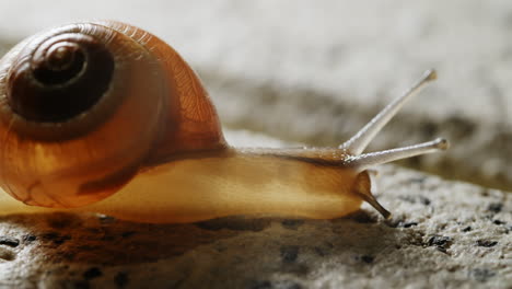 The-yellow-snail-smoothly-transitions-between-various-positions,-displaying-a-seamless-movement-as-it-gracefully-shifts-from-one-spot-to-another,-showcasing-its-innate-adaptability-and-agile-nature