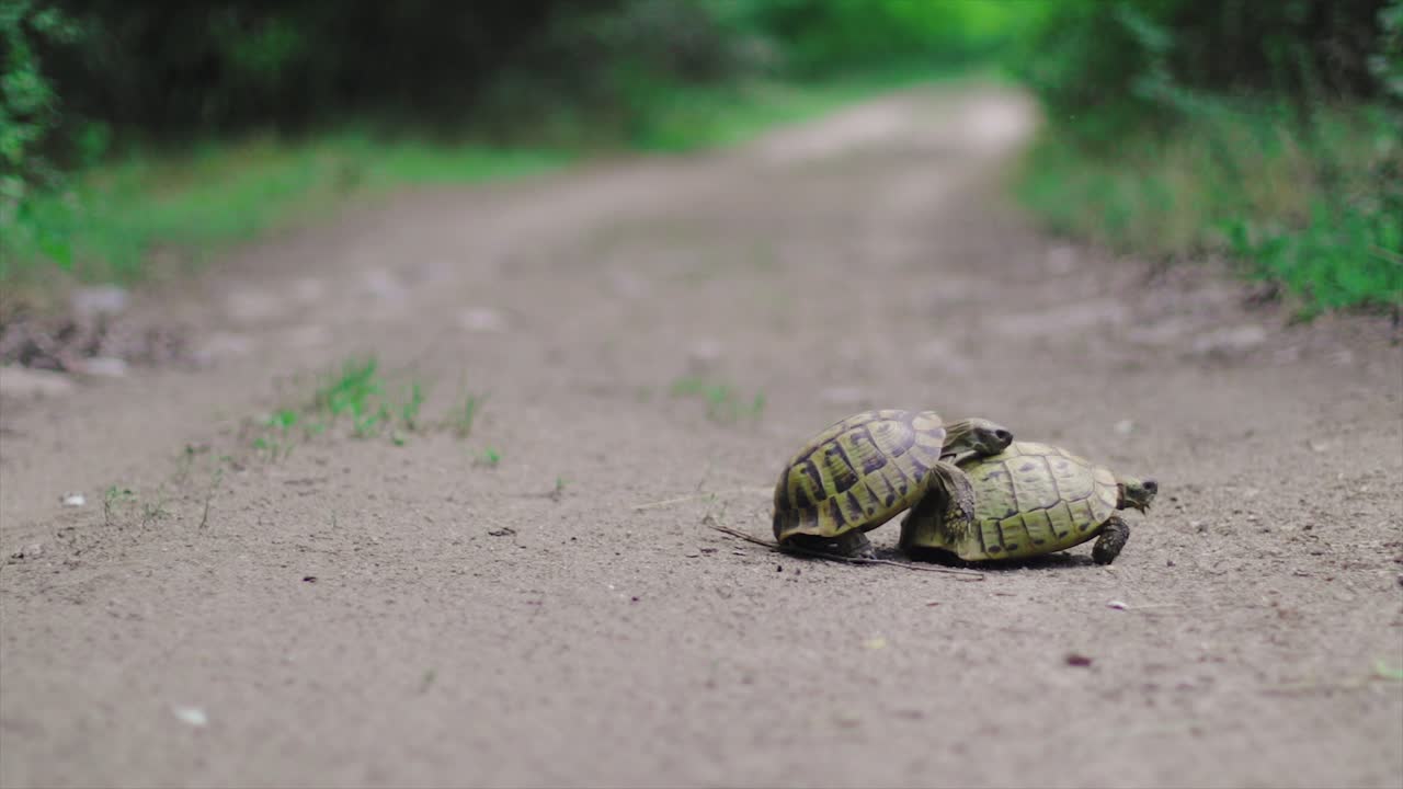 광야의 슬로우 모션에서 짝짓기하는 거북이