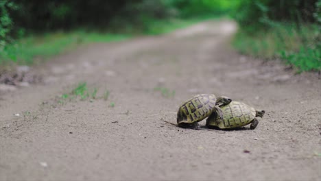 tortugas apareándose en el desierto a cámara lenta