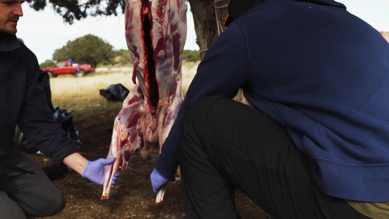 male hands in rubber gloves cutting a piece of meat from a deer carcass with a knife.
