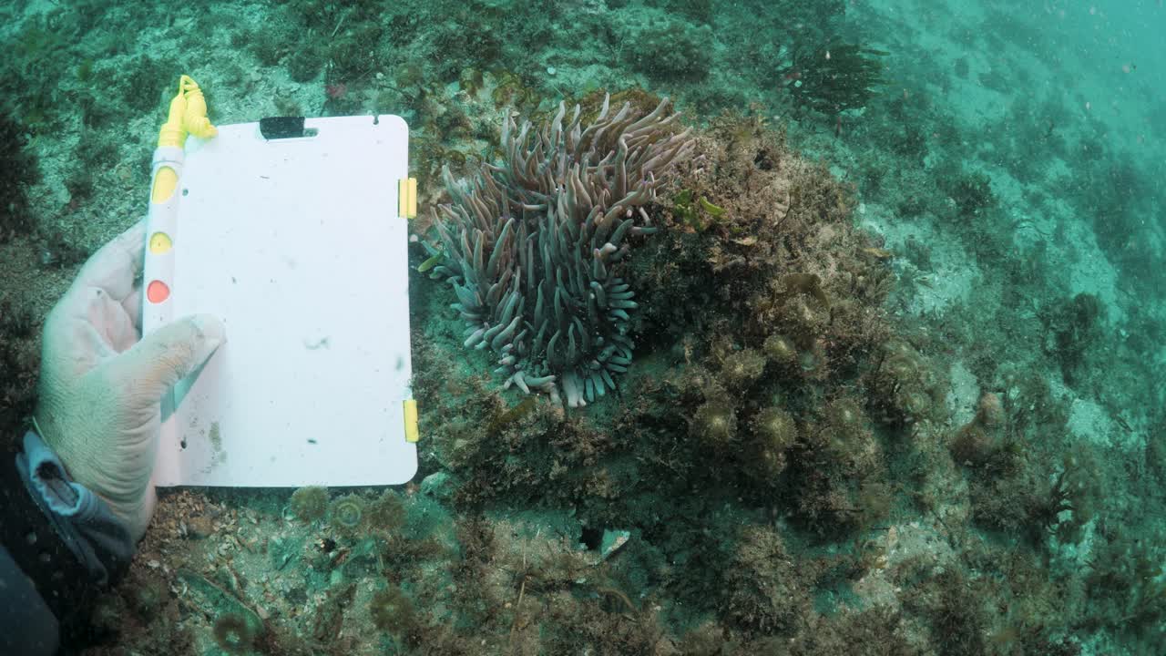 A person participating in an underwater marine science survey places a writing slate next to an Anemone species growing on a living reef system