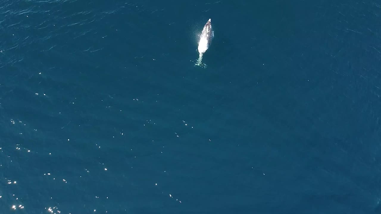 패치는 남부지방에 서식하는 희귀한 큰돌고래입니다.