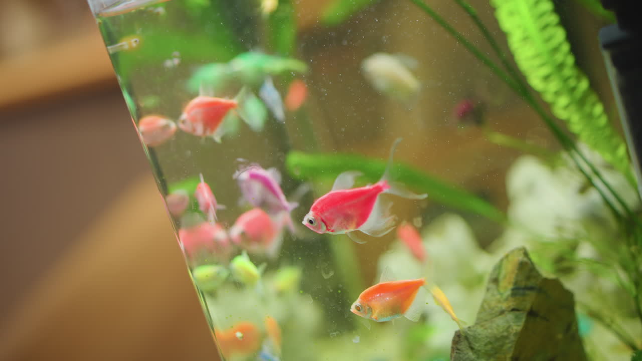Colorful tropical fish swimming gracefully inside aquarium with green plants, rocks, and decorative background, creating vibrant underwater scene with orange, red, and pink fish moving actively in clear water