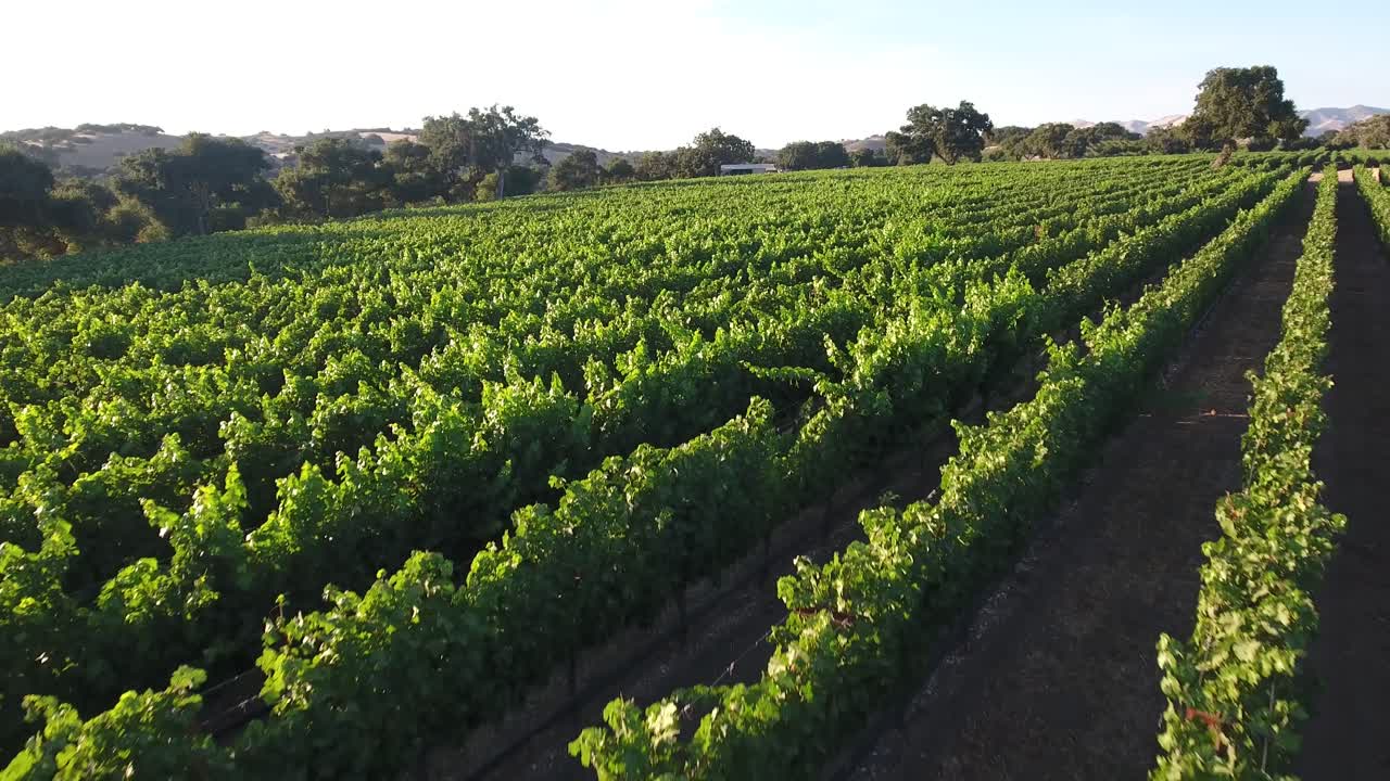 hermosa antena de viñedos en californias santa ynez valle denominación en el país del vino 3