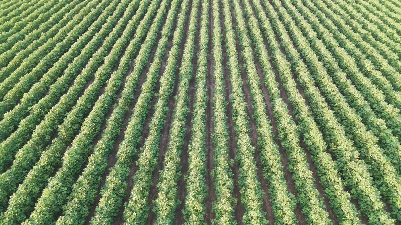 vista aérea de vastos y organizados campos de cultivo