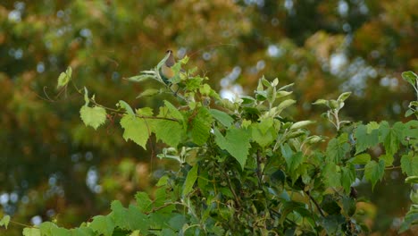 Zedernseidenschwanz-Versteckt-Sich-Und-Hüpft-Im-Leuchtend-Grünen-Laub-Herum