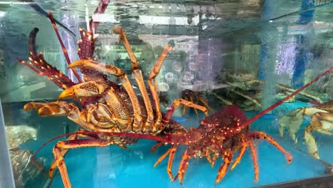 crab exploring an aquarium environment.